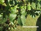 J�d�sfa, Cercis siliquastrum, Kert, kert�p�t�s