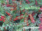 Mad�rbirs, Cotoneaster horisontalis, Kert, Sziklakert