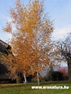 Ny�rfa, Betula pendula, Kert, Kert�p�t�s