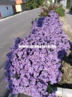 �szir�zsa, Aster dumosus, Kert, Sziklakert