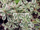 Varj�h�j, Sedum tricolor, Sziklakert, Kert�p�t�s