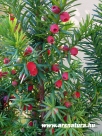 Tiszafa, Taxus baccata, Kert, Kert�p�t�s