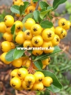 T�zt�vis, Pyracantha, Kert, Kert�p�t�s