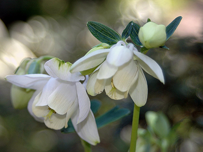 aqulegia-flabellata