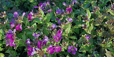 Arabis-ikravir&aacute;g