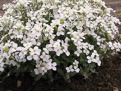 arabis-caucasica-ikravir&aacute;g