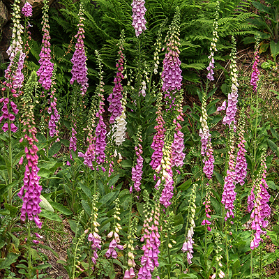 Digitalis-Gyűszűvirág-Kertépítés-Öntözőrendszer