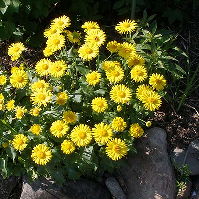 Doronicum-Zergevir�g-Kert-�nt�z�rendszer