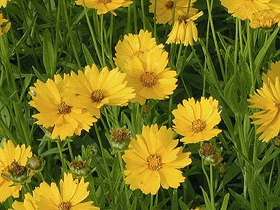 Coreopsis-Menyecskeszem-Kert-Növénytelepítés