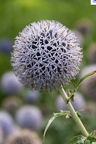 Echinops banaticus
