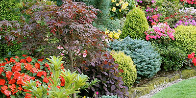 dekoratív-kerti-szegélynövények