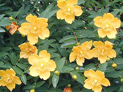 B�rlevel� orb�ncf�, kert, kert�p�t�s