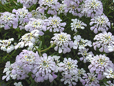 Iberis, tat�rvir�g, kert, kert�p�t�s