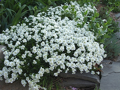 �r�kz�ld tat�rvir�g, sziklakert, kert�p�t�s