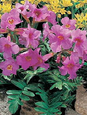 Szabadf�ldi gloxinia, kert�p�t�s, kert