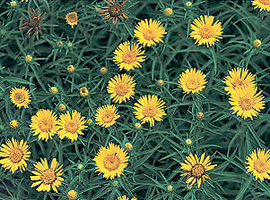 Kardlevel� peremizs, kert�p�t�s. kert