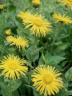 Keleti peremizs, kert, kert�p�t�s