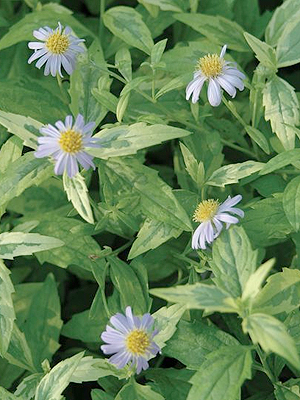 Kalimeris, kert, kert�p�t�s