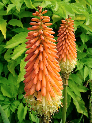 F�klyalilliom, kert�p�t�s, kert