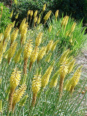 F�klyalilliom, kert, kert�p�t�s, n�v�nytelep�t�s