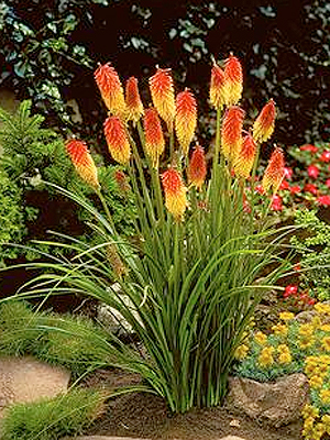 F�r�s f�klyaliliom, kert �p�t�s, kert�p�t�s