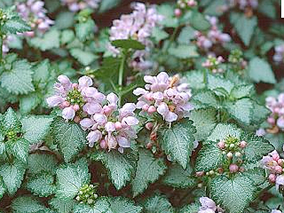 Foltos �rvacsal�n, kert �p�t�s, kert�p�t�s