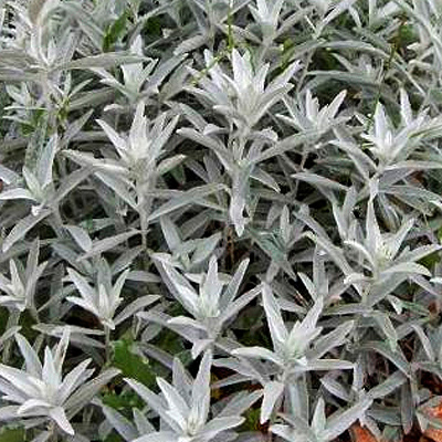 artemisia-&Uuml;r&ouml;m-vir&aacute;g