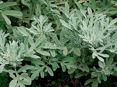 artemisia stelleriana - &Uuml;r&ouml;m