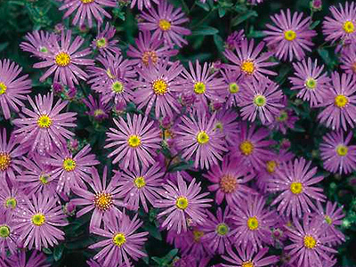 Aster alpinus Dunke Sch&ouml;ne - �szir&oacute;zsa fajt&aacute;k