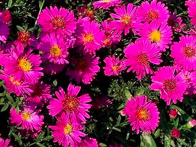 �szir&oacute;zsa - Aster dumosus Kassel