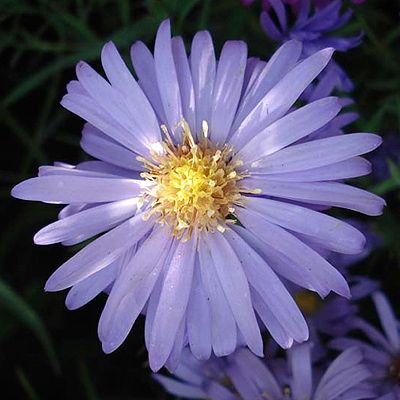 �szir&oacute;zsa - Aster dumosus Lady in Blue