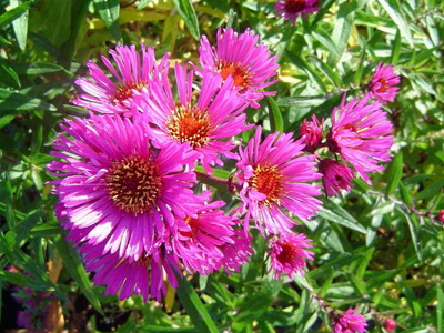 �szir&oacute;zsa - Aster novae angile