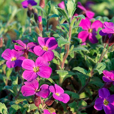 pazsitviola-aubrieta-cascade purpur