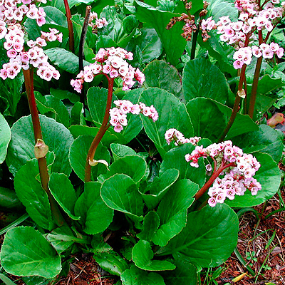 Bőrlevél-Bergenia cordifolia
