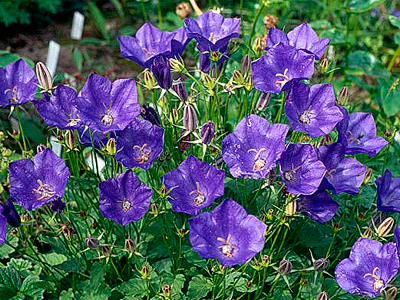 Campanula carpatica - Kárpáti harangvirág