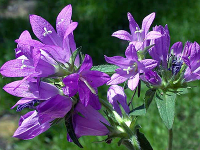 Campanula glomerata - Csomós harangvirág
