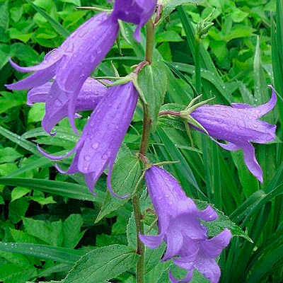 Széleslevelű harangvirág - Campanula lafifolia