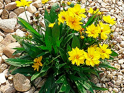 Coreopsis-Menyecskeszem