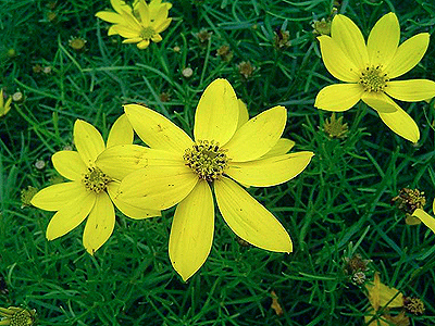 Menyecskeszem - Coreopsis verticillata