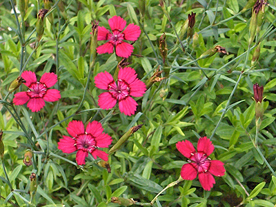 Dianthus-Szegf