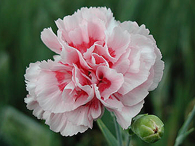 Dianthus plumarius Doris